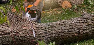 How Our Tree Care Process Works  in  South Temple, PA